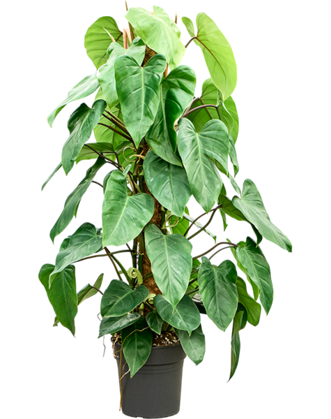 Filodendron