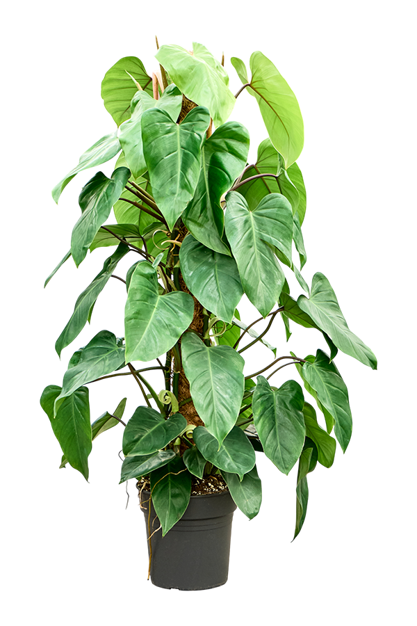 Filodendron ‘Emerald Queen’