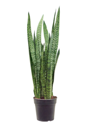 Sansewieria Zeylanica