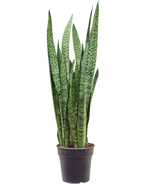 Sansewieria