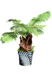 Dicksonia Antarctica