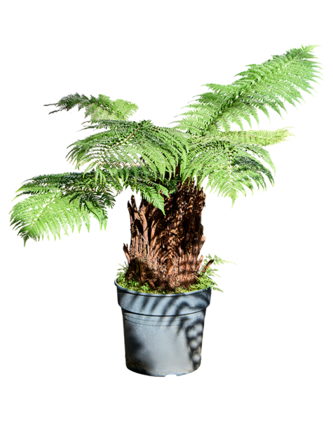 Dicksonia