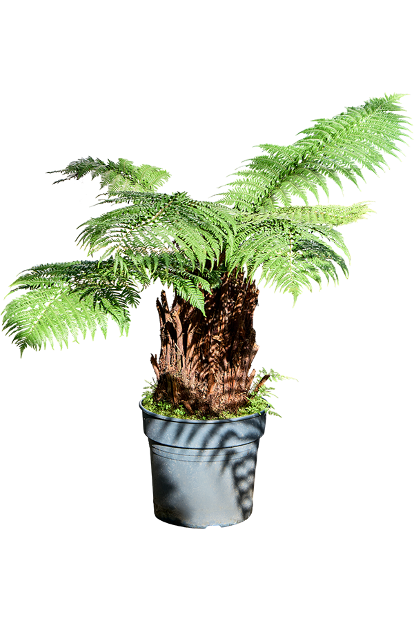 Dicksonia Antarctica