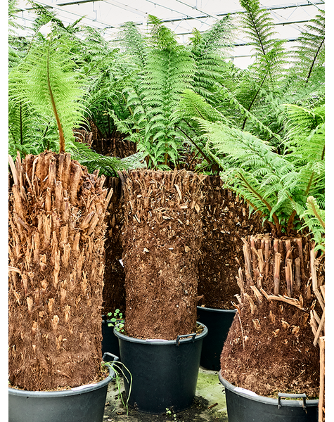 Dicksonia