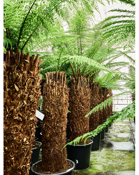 Dicksonia