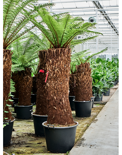 Dicksonia