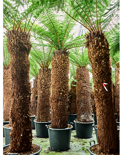 Dicksonia