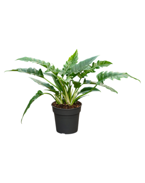 Filodendron