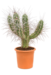 Stetsonia Coryne