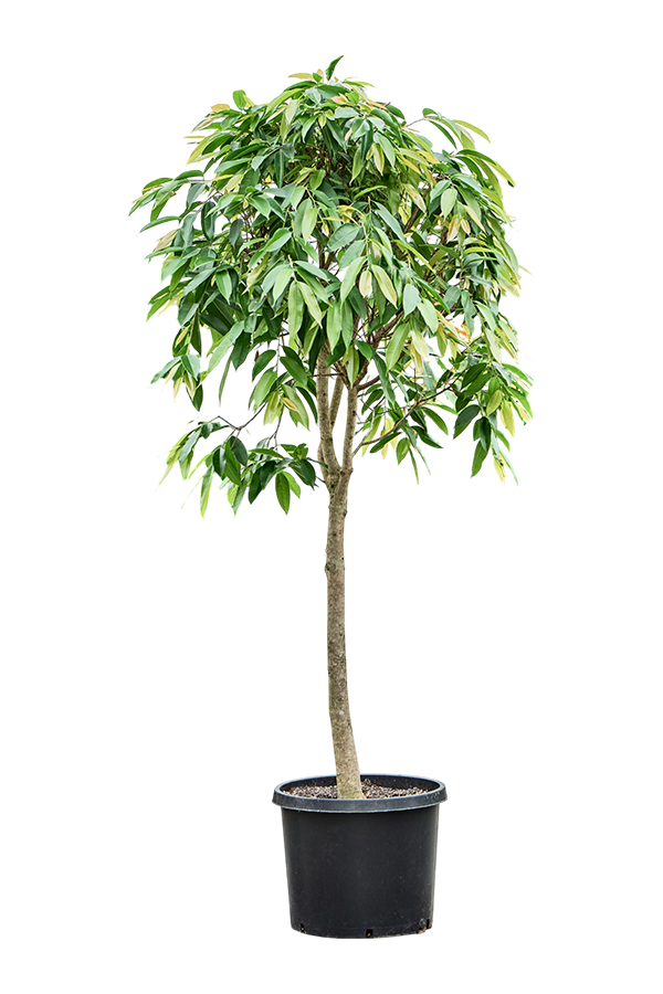 Ficus Binnendijkii Amstel King