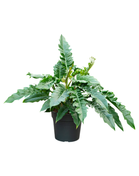 Filodendron