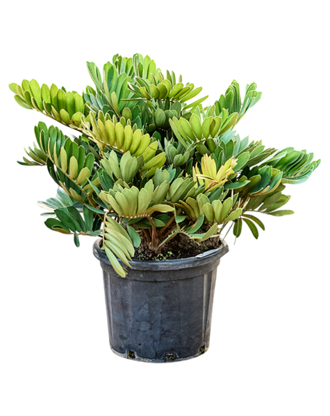 Zamia