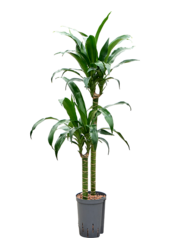 Hydroplant Dracena Deremensis Black Beauty