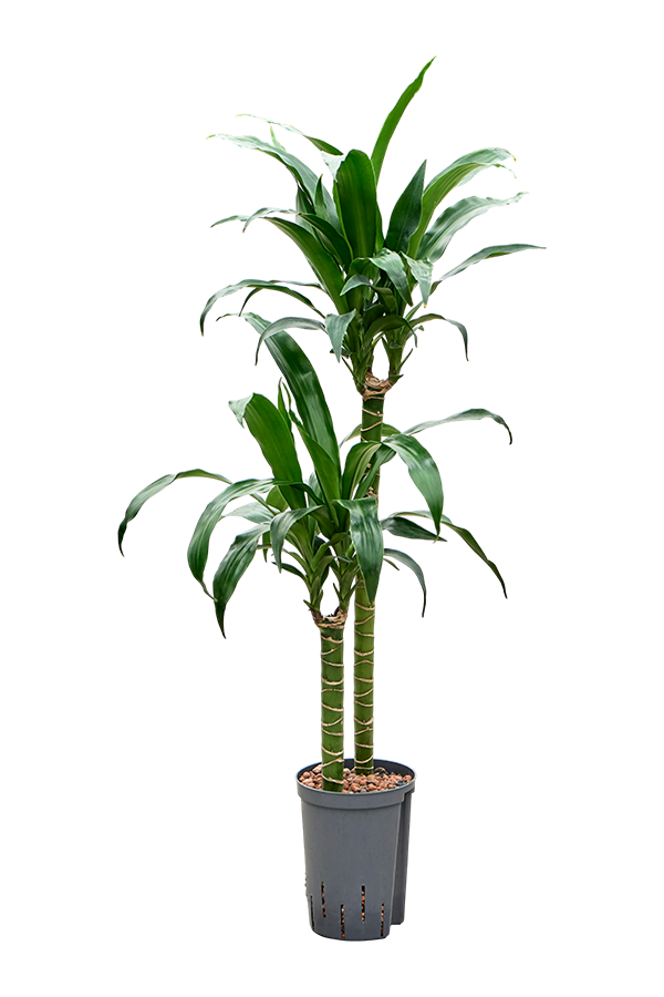 Hydroplant Dracena Deremensis Black Beauty