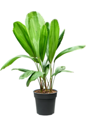 Licuala Grandis