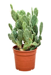 Opuntia Seminermis