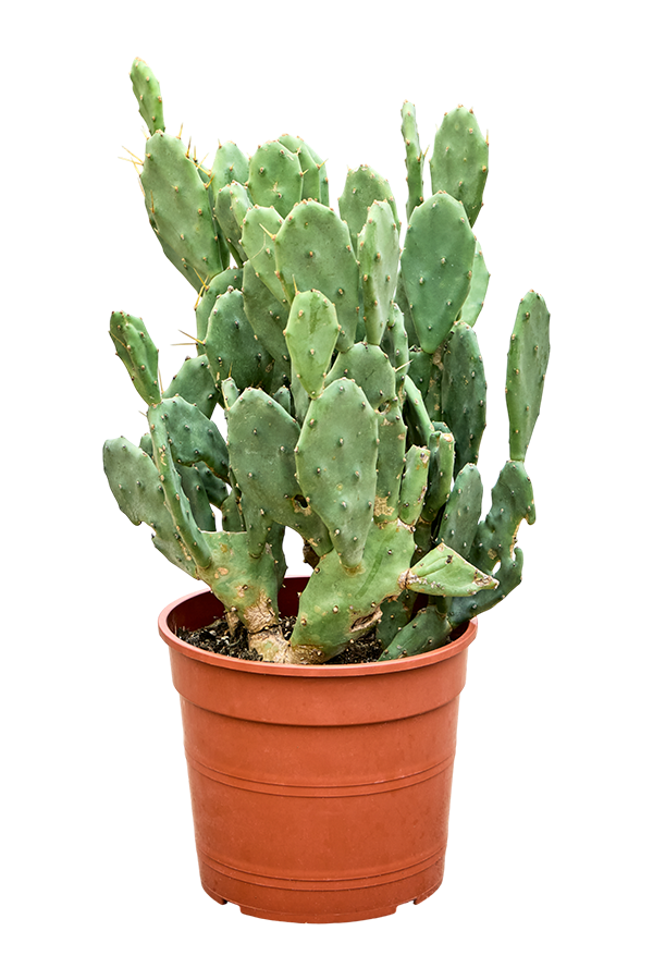Opuntia Seminermis