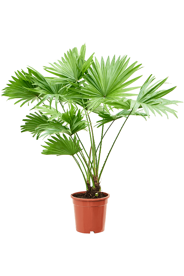 Livistona Rotundifolia