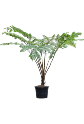 Cyathea Cooperi