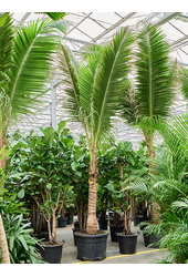 Cocos Nucifera