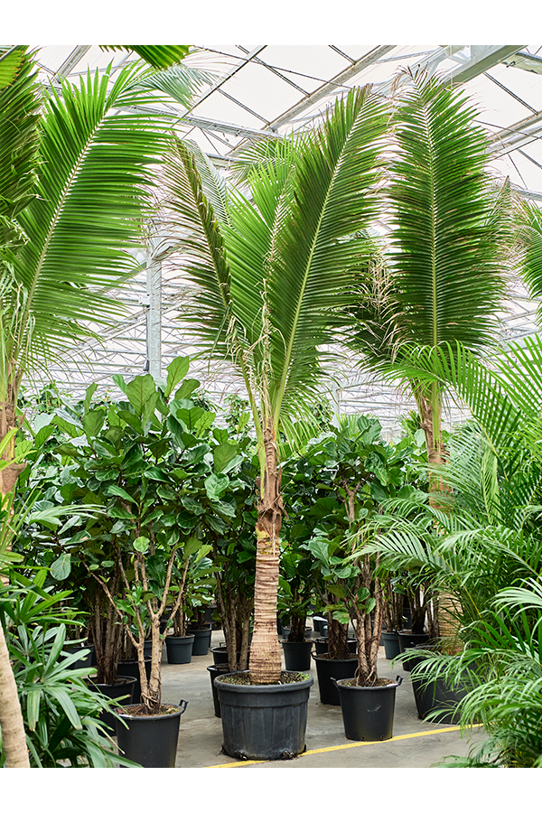 Cocos Nucifera