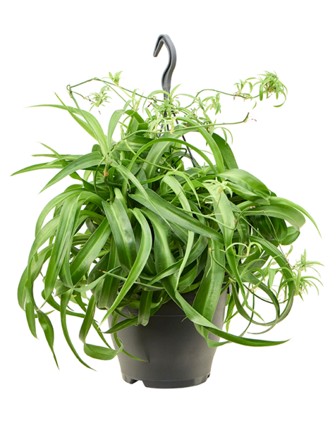 Chlorophytum