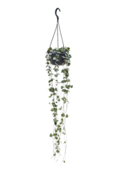 Ceropegia Woodii