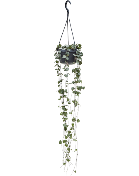 Ceropegia