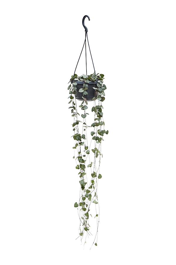 Ceropegia Woodii