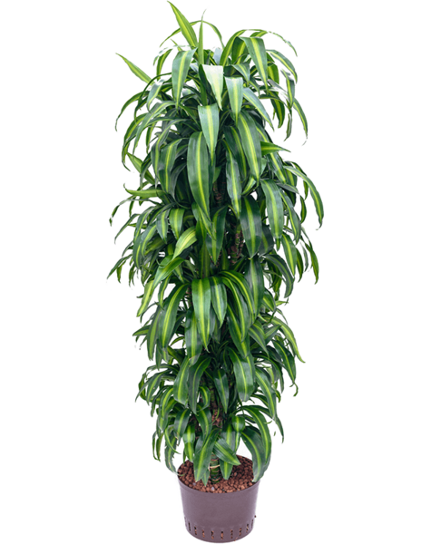 Hydroponiczna Dracena