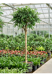 Hydroficus Binnendijkii Amstel King
