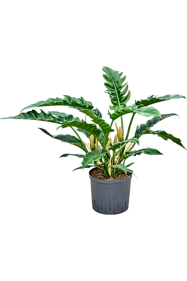 Hydroplant Filodendron Selloum Narrow