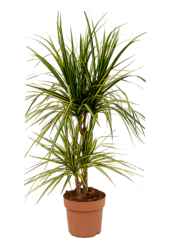 Dracena Marginata Sunray