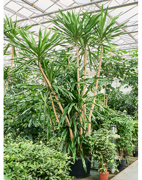 Dracena