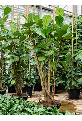 Ficus Lyrata