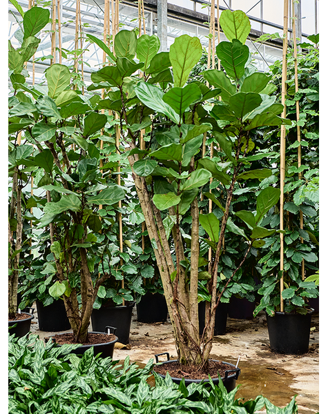 Ficus