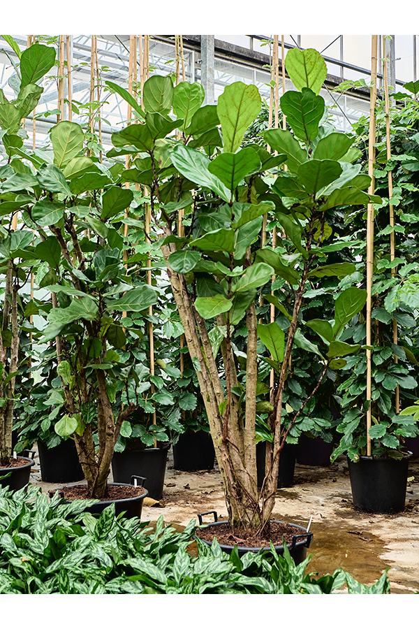Ficus Lyrata