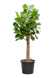 Ficus Lyrata