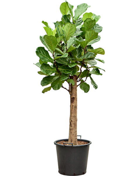 Ficus