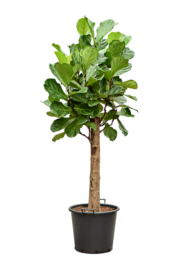 Ficus Lyrata