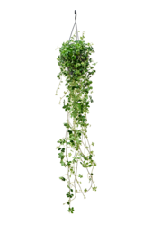 Parthenocissus Striata