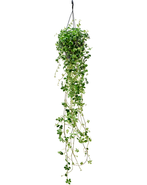 Parthenocissus