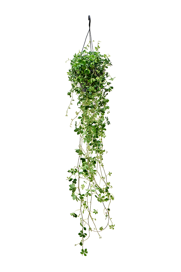Parthenocissus Striata
