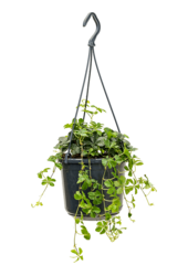 Parthenocissus Striata