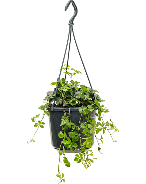 Parthenocissus