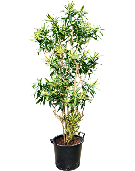 Pleomele