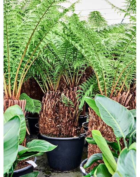 Dicksonia