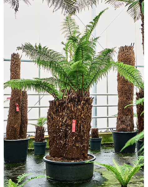 Dicksonia