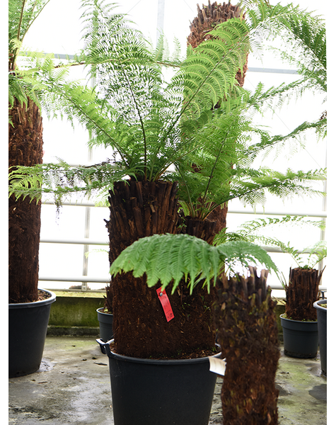 Dicksonia