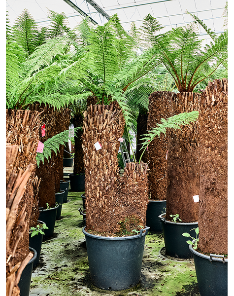 Dicksonia